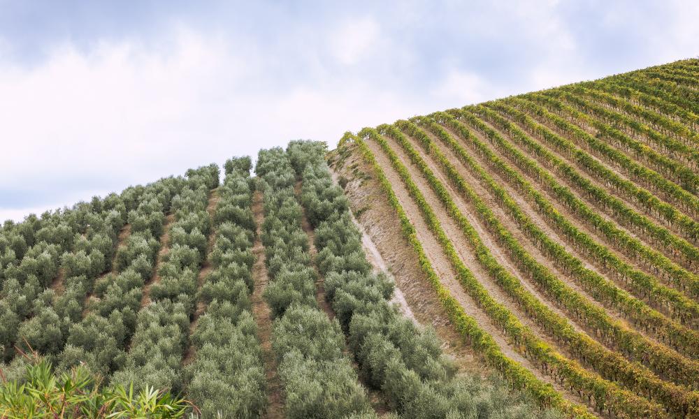 Azienda Tanzi Angelici