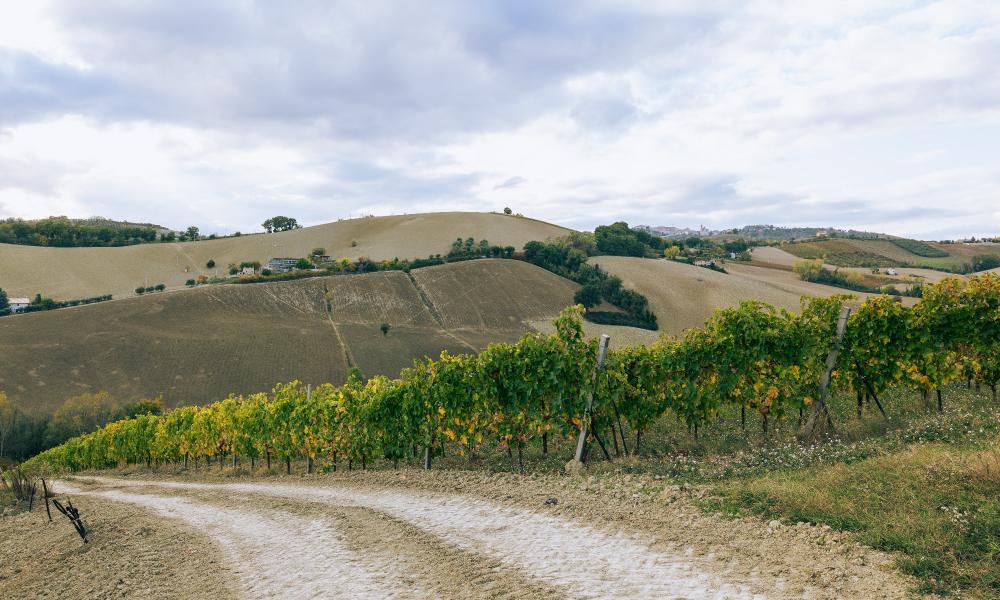Azienda Agricola Enrico Vittori