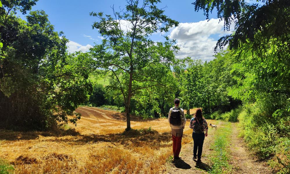Tenera ascolana: dal Borgo alla campagna