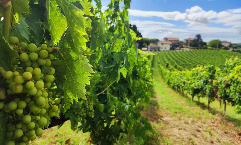 Patrignone: escursione tra le vigne di Sisto V
