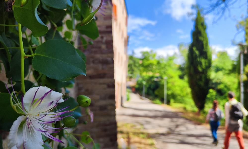 Patrignone: cappero quanto ci piace!