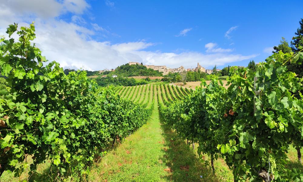 Chiese di campagna e vini locali