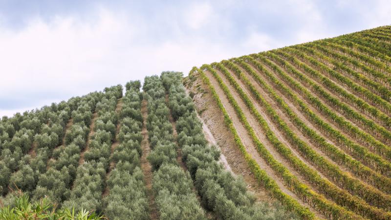 Azienda Tanzi Angelici