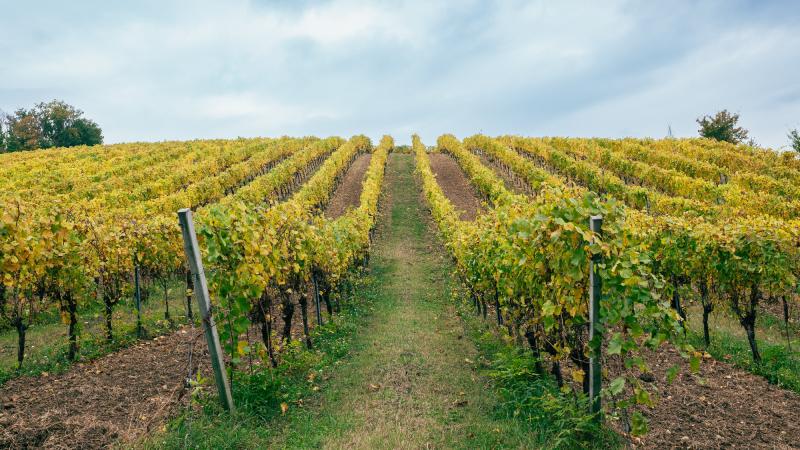 Azienda Agricola Franginella