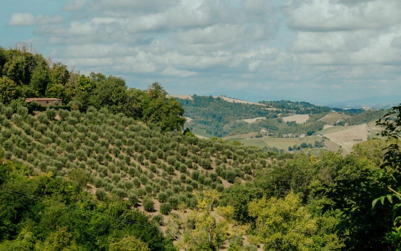 Foto Francesca/Montalto_Metroborgo delle Marche 2025 HI-205.jpg