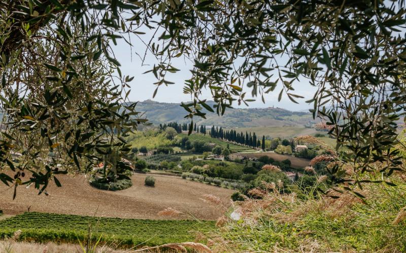 Foto Francesca/Montalto_Metroborgo delle Marche 2025 HI-251.jpg