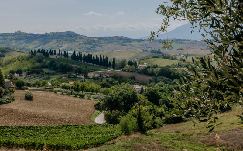 Foto Francesca/Montalto_Metroborgo delle Marche 2025 HI-254.jpg