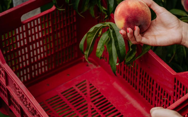 Foto Francesca/Montalto_Metroborgo delle Marche 2025 HI-302.jpg