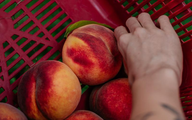 Foto Francesca/Montalto_Metroborgo delle Marche 2025 HI-305.jpg