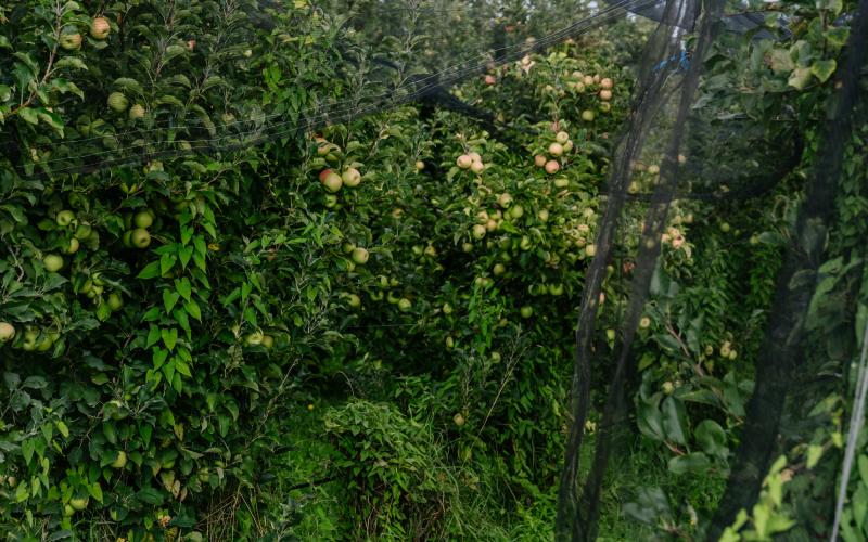 Foto Francesca/Montalto_Metroborgo delle Marche 2025 HI-311.jpg