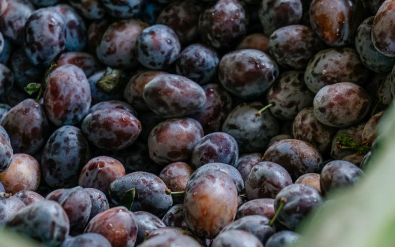 Foto Francesca/Montalto_Metroborgo delle Marche 2025 HI-315.jpg