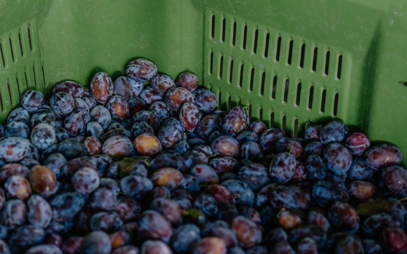 Foto Francesca/Montalto_Metroborgo delle Marche 2025 HI-316.jpg