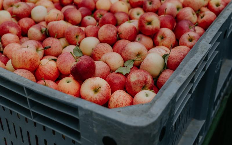 Foto Francesca/Montalto_Metroborgo delle Marche 2025 HI-319.jpg