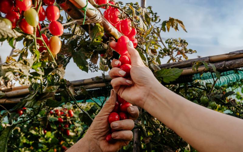 Foto Francesca/Montalto_Metroborgo delle Marche 2025 HI-442.jpg