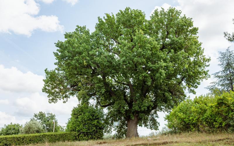 Foto Daniele/POI/Montalto-POI-172.jpg