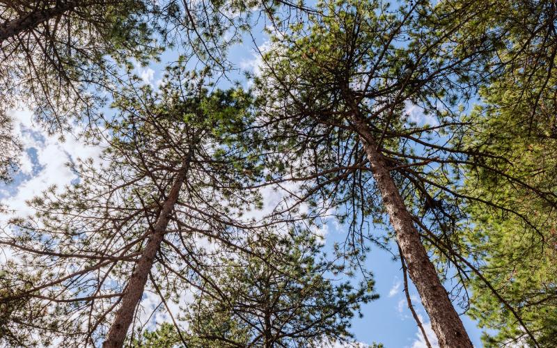 Foto Daniele/POI/Montalto-POI-83.jpg