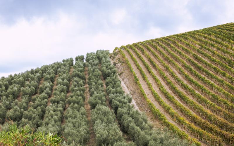 Foto Daniele/OPERATORI/Montalto 2 POI-7.jpg