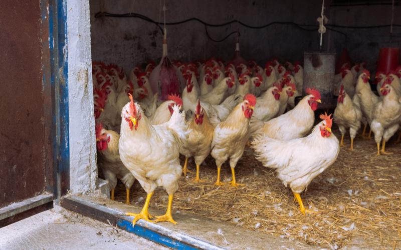 Foto Daniele/OPERATORI/Montalto 2 POI-6.jpg