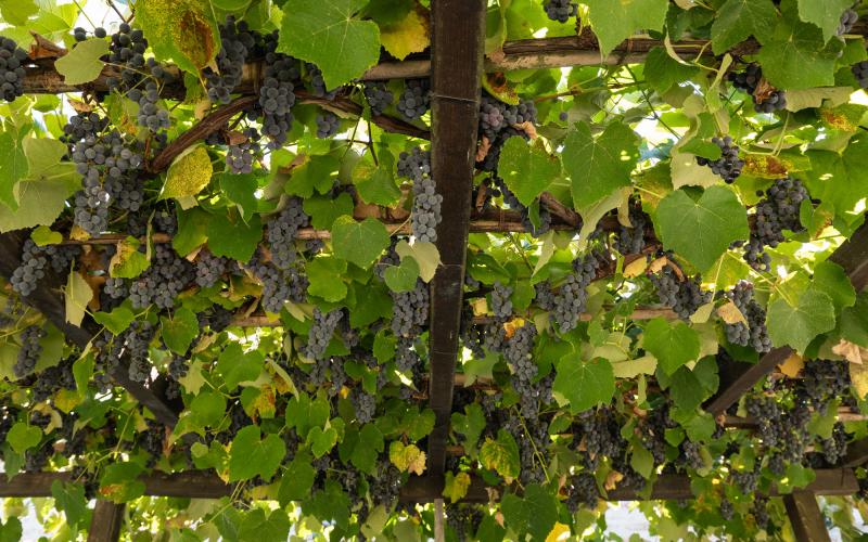 Foto Daniele/OPERATORI/Montalto-operatori-68.jpg