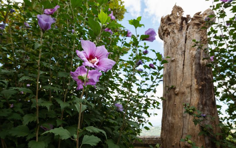 Foto Daniele/EXTRA/Montalto-Extra.jpg