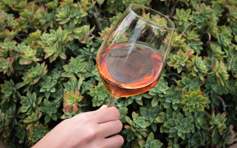 Foto Daniele/OLIO e VINO/Montalto 2 POI-20.jpg