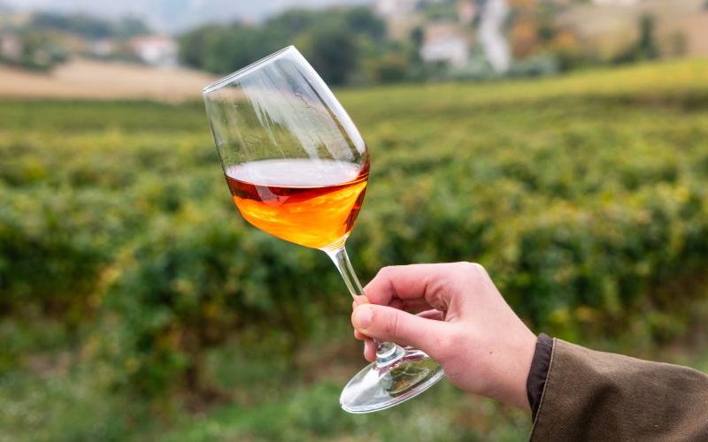 Foto Daniele/OLIO e VINO/Montalto 2 POI-5.jpg